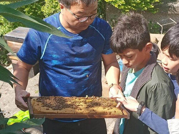花蜂社老師帶著社團小朋友們認識蜜蜂、分辨蜂王。（圖/林妏庭攝）