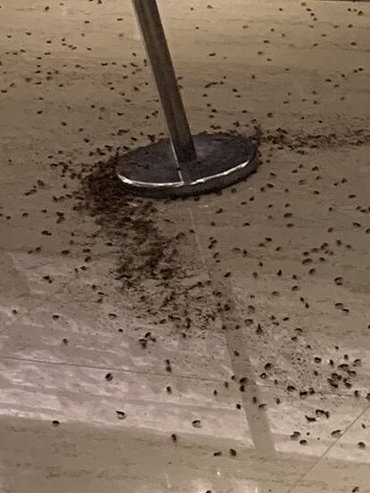 黑衣人昨晚朝餐廳大廳丟蟑螂。記者蕭雅娟/翻攝