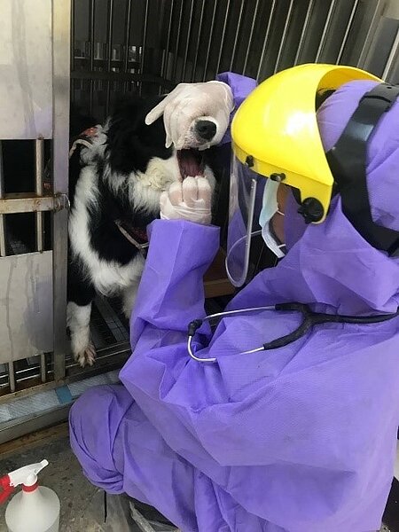 獸醫人員檢查犬隻口鼻狀況。圖／新北市政府提供