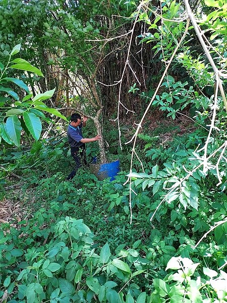 李傳震自己鋸樹，從頭到腳都曾負傷。圖／夏曉山攝