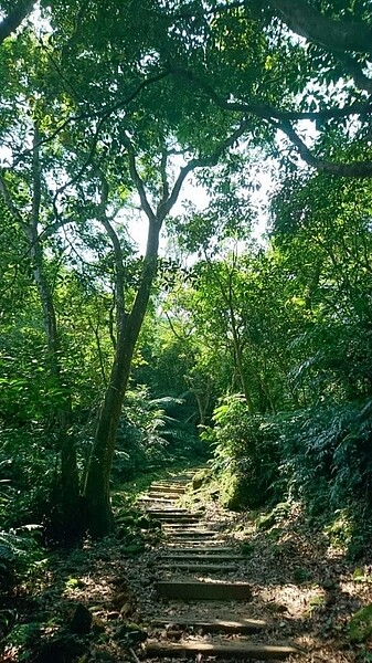 石階充滿綠蔭,透人心脾的涼意滿滿。圖/記者陳育悅攝影