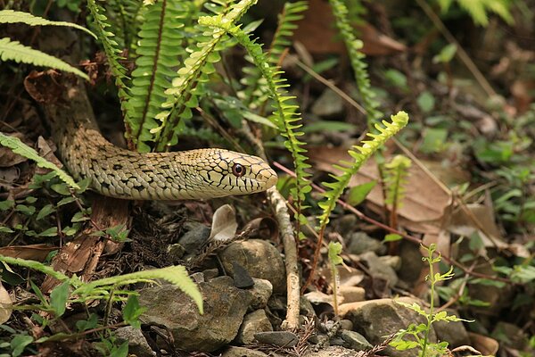鍾男控訴在社區電梯口被蛇咬傷，法院判管委會應賠償他8萬9000多元，示意圖與本案無關。圖／聯合報系資料照