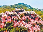 合歡山杜鵑爆開　公車假日增13班