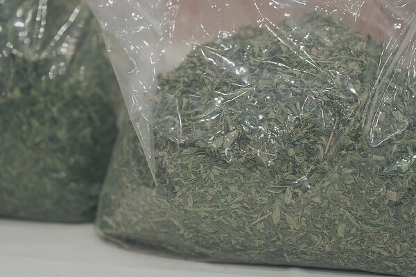 新竹市警破獲今年北部最大室內大麻工廠,查扣市價近5億元、1540株大麻。圖/新竹市警察局第三分局提供