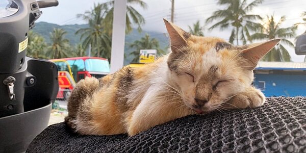 寵物險廣受歡迎,近年投保件數大幅成長,去年理賠件數也大增,已賠款件數達8500件,理賠率逾8成。圖/中時報系資料照