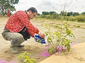 雲林熱帶火蟻咬人　環境用藥防治