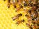 女王蜂是你？4年前移走12萬蜜蜂　近期又來10萬大軍築巢