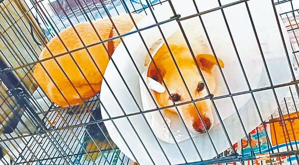 台北市動物之家收容量嚴重不足，台北市政府動保處斥資近7億規畫改建。圖／北市動保處提供