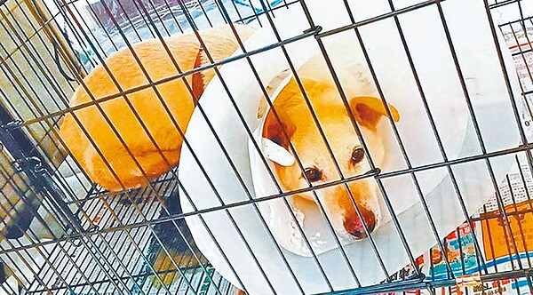 台北市動物之家收容量嚴重不足,台北市政府動保處斥資近7億規畫改建。圖/北市動保處提供