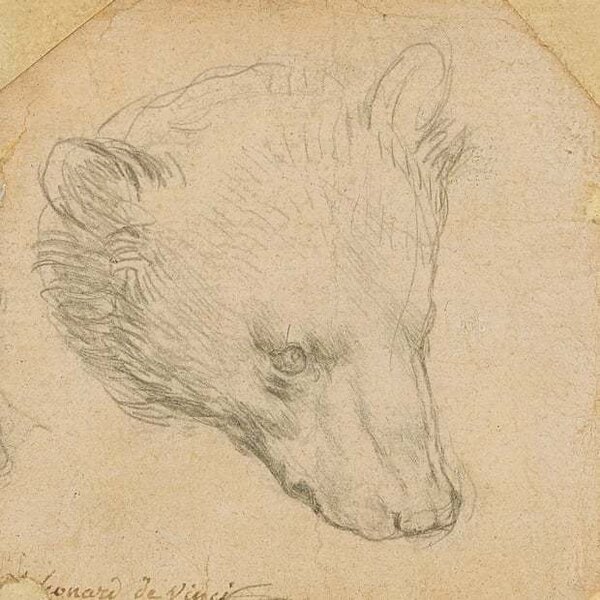 達文西一幅描繪熊的素描將於7月拍賣，可望以1200萬英鎊（約台幣4.6億元）高價拍出。圖／取自佳士得網站
