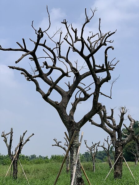 嘉義市民權東路3年前拓寬人行道,行道樹陸續死亡,市府去年將剩餘87棵移到水資源中心後方,至今43棵疑死掉。圖/嘉市議員蔡文旭提供