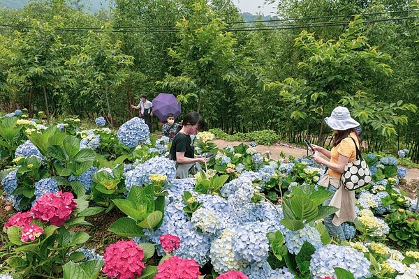 第一屆桃園繡球花季在復興區枕頭山魅力商圈開幕,周末各農場累計迎來超過2萬8千人次造訪。圖/農業局提供