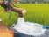 大旱危機　池上農民憂水稻空包彈
