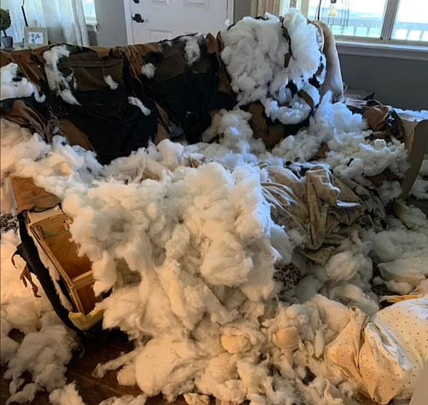 女下班回家發現沙發全毀以為小偷上門。圖/取自dailymail