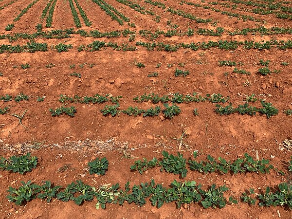 中市荔枝、落花生乾旱農損,5/20前可申請現金救助。圖/台中市政府提供
