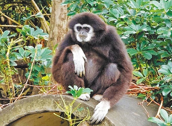 台北市立動物園光今年就已有2隻瀕危保育的「白手長臂猿」遭毒蛇咬死。（台北市議員耿葳提供／游念育台北傳真）