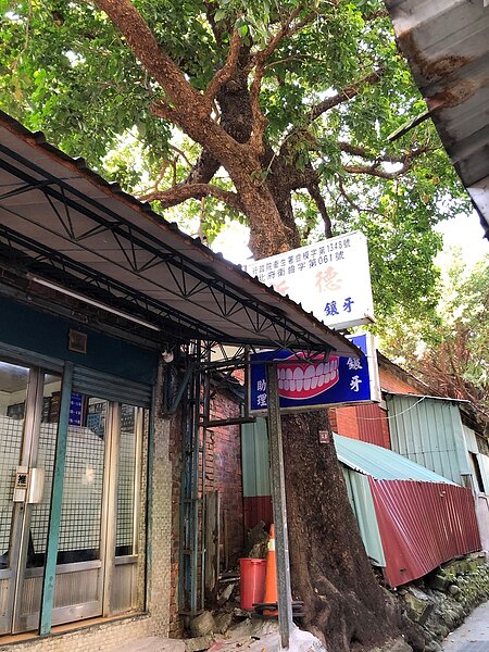 國家級受保護樹木,將納入新北市樹保委員會審議。圖/新北市政府提供