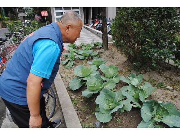 巡視種植高麗菜的小菜園的里長。圖／李永順攝