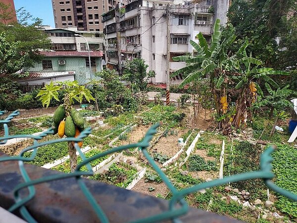 從種菜學習到,要怎樣收穫先怎樣栽。圖/記者劉達貴攝影