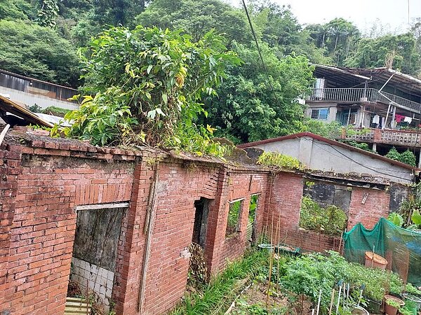 正等待都更的老屋,綠藤從圍牆爬進窗台。圖/記者劉達貴攝影