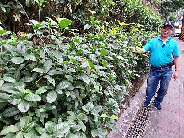 劉閔禮在整條馬路種植桂花,香氣襲人。圖/記者劉達貴攝影