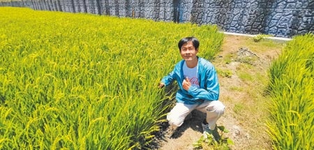 台南下營農民陳湧鑫第3年試種台南19號水稻，今年特別乾旱，更能感受到省水的特性。（劉秀芬攝）
