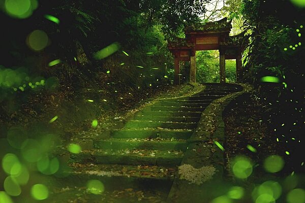 夜間飛舞的精靈。圖／陳忠賢攝