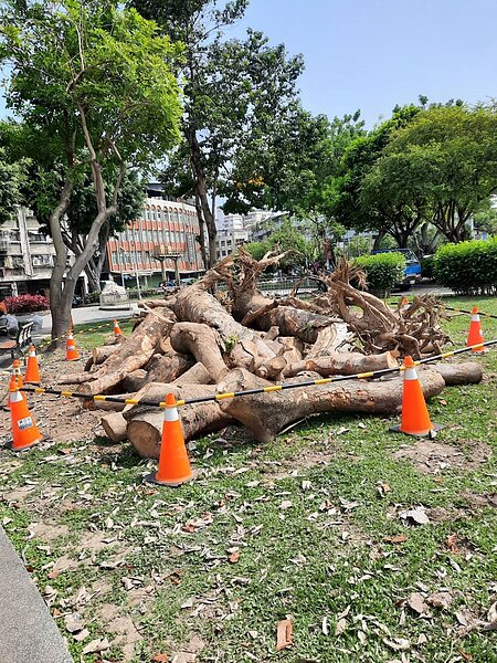 捷運北環段預訂捷運站Y24站,在社正公園,議員發現樹木移植竟變移除。圖/議員陳建銘提供