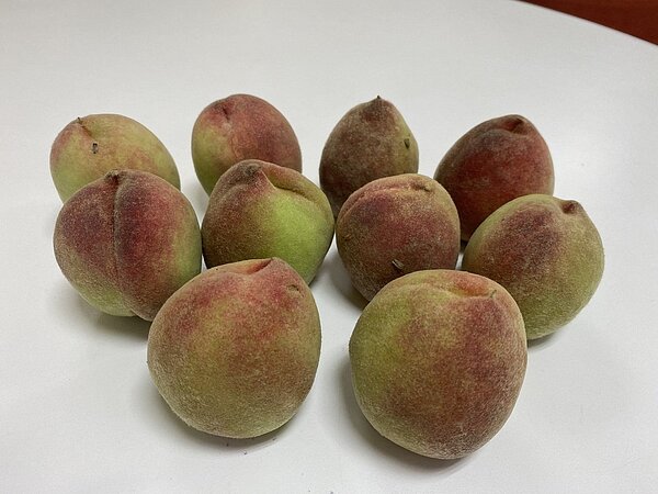 學校午餐供應甜桃,疑是表皮絨毛造成學生過敏。圖/校方提供