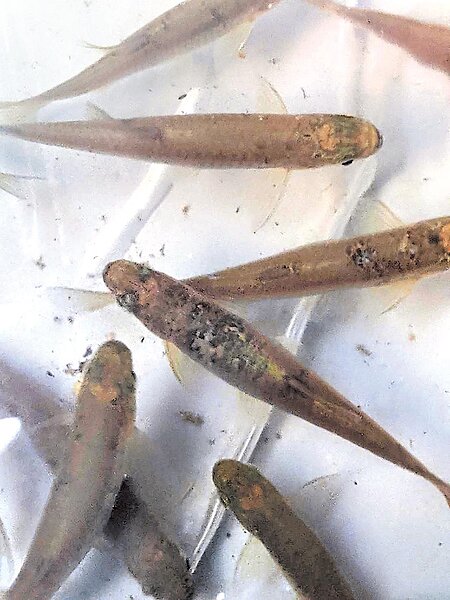 台中市農業局委託清華大學教授曾晴賢移地保種30尾台灣白魚。圖/台中市農業局提供