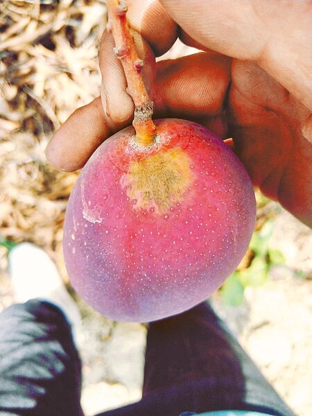 台南山區連日陽光毒辣高溫,芒果出現日燒災情。(郭信良提供/劉秀芬台南傳真)