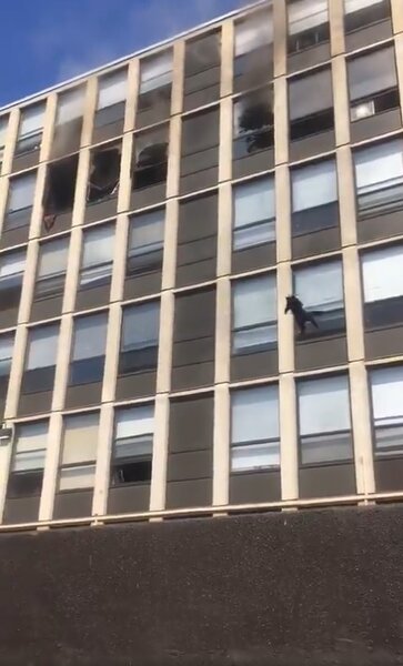美國芝加哥一處大樓發生火警，在建築物不斷冒煙之際，突然有隻小黑貓為了保命，機警的從窗戶跳下且毫髮無傷。圖／翻攝推特