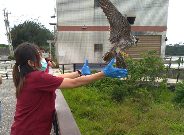 動物園獸醫暖心照顧,遊隼已恢復體力增胖、並成功野放。圖/新竹市立動物園提供