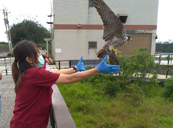 動物園獸醫暖心照顧，遊隼已恢復體力增胖、並成功野放。圖／新竹市立動物園提供