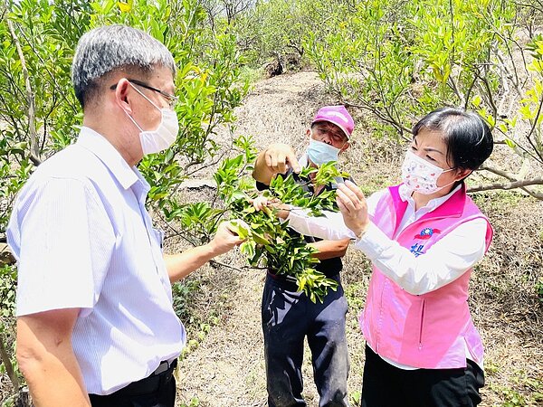 久旱不雨,台中山城傳出柑橘災情,立委楊瓊瓔(右)與市議員賴朝國昨到潭子果園會勘。圖/楊瓊瓔服務處提供