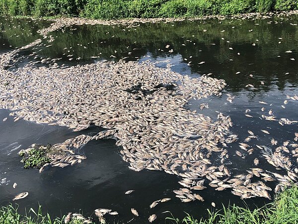 桃園市老街溪因為近日缺水,加上連日高溫,心園橋至大觀橋流域出現大量魚群暴斃。圖/議員游吾和提供