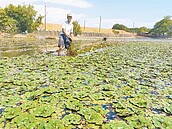 等嘸雨　官田菱角田恐少上百公頃