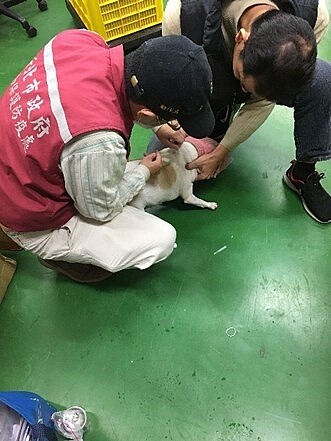 動保處協助植入晶片完成寵物登記。圖/新北市政府提供