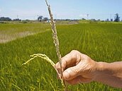 台南白河蓮子量少　雲林稻米無法結穗