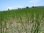 抽水灌溉也抵不過強旱　稻子不結穗雲林農民叫苦連天