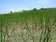 抽水灌溉也抵不過強旱　稻子不結穗雲林農民叫苦連天