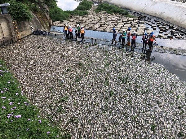 桃園市多條河川爆發大量魚群暴斃漂浮惡臭事件,令人怵目驚心。圖/市府水務局提供