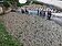 桃園4河川爆魚群暴斃　6萬死魚阻塞溪流怵目驚心