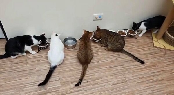 動保處提供智能賞貓影像，定期於官方IG更新貓村街貓動。圖／截自IG