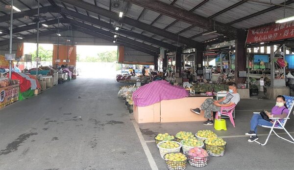 台南玉井青果市場已有農民採收芒果交易。圖／玉井青果市場提供