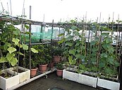 多了綠屋頂　夏天更清涼