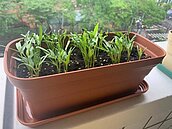 外出採買風險高、物流災情頻傳　居家種菜更安心