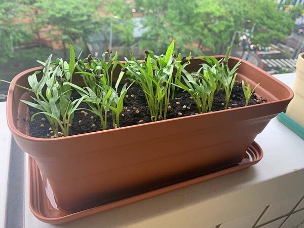 空心菜具有容易種植又能重複採收的優點。圖/新北市景觀處提供2