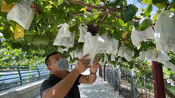 彰化葡萄買氣受葡萄盤商染疫影響，就連知名葡萄產地大村鄉也受波及，葡萄農說夏果上市最近葡萄最好吃，但訂單卻少了3成。記者林宛諭／攝影