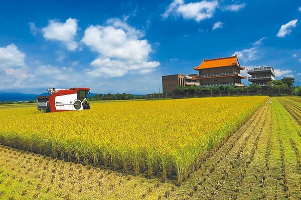 彩雲颱風掠過,台南稻農急割稻。(讀者提供/劉秀芬台南傳真)